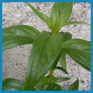 Serpentina Seeds 50 Pieces