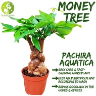 [Local Seller] Pachira Aquatica Money Tree 发财树 Houseplant Fresh Indoor Plant Gift  | The Garden Boutique - Live Plant