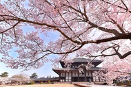 【日本】關西一日遊｜有馬溫泉 三田Outlet 奈良公園 東大寺 ｜大阪出發