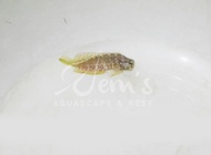 Jabing Glodok (Sailfin Blenny)