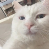 一元拍 SNH48 BEJ48 GNZ48 生写/周边代购