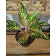 tanaman hias aglaonema butterfly - aglonema butterfly