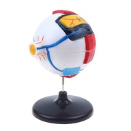 ADAWA Eyeball Anatomy Model For Eye Diseases Study, 6X Human Eye Anatomy Model Eye Anatomy Model Hum