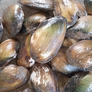 Kerang Kijing Kerang Sungai Kerang Air Tawar 1 Kg 🔥🔥