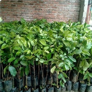 Bibit Duku palembang