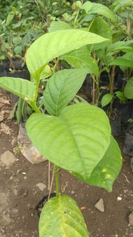 Bibit tanaman Buah Markisa Jumbo Erbis Pohon Buah Erbis
