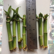 Lucky bamboo sri rejeki bamboo/ lucky bamboo/