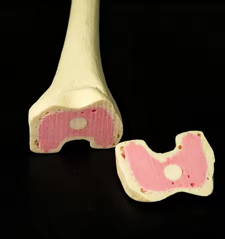 1:1 Human Anatomical Simulated Femur and Tibia Model Foam Cortical Shell Material, Used for Orthoped