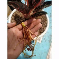 bibit bonggol aglonema red sumatra