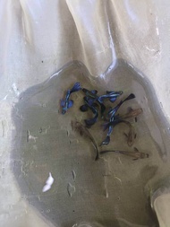 Blue Dragon Guppy Pair（1 male 1 female）Live Fish 蓝龙孔雀鱼