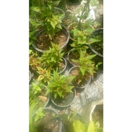 pokok bunga Balung ayam