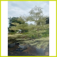 ∏ ➩ ✾ ♡ VARIEGATED AFRICAN TALISAY WITH GARDEN SOIL