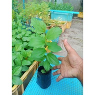 POKOK BIDARA ARAB(BIDARA PERUBATAN)