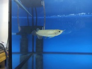 Arowana MGBB 4.5INCH