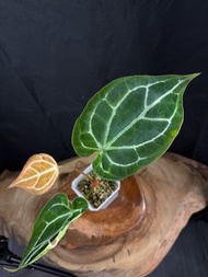 【花燭anthurium】水晶x盾葉花燭 crystallinum x forgetti