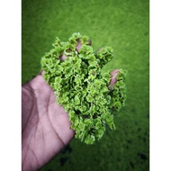 100g Azolla Protein Tinggi Makanan Altenatif Ternakan Gemok²