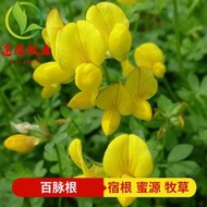 現貨 批發批發　百脈根種子五葉草牛角花耐寒耐熱多年生固土護坡植物牧草蜜源草籽