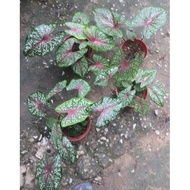 Keladi Caladium Red Star (Tanpa Pasu)