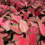 aglaonema sexy ruby