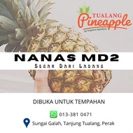 Nanas MD2 Tualang Pineapple