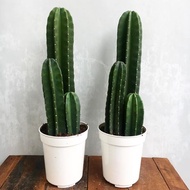 Thornless Cactus Plant (bare rooted)