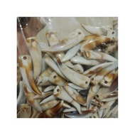 1 POUND FLAT GRADUATED TARING BEAD