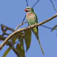 burung betsum betet sumatra