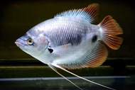 Red Tail Giant Gourami/Sabah Kaloi/Ornamental fish/Freshwater/Readystock