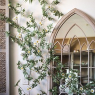 Hanging Vines Decoration Wall Plates Around Landscaping Matching Sunlight Chrysanthemum Chrysanthemu