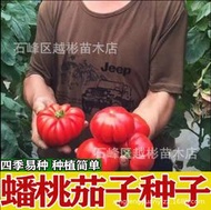 新品種茄子種子 蟠桃茄子種籽 觀賞性茄子 可食用可觀賞蔬菜種子