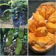 Pokok Cempedak King(Grafted)