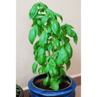 Sweet Basil Herb Plant