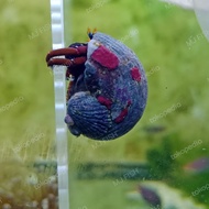 Kelomang Kaki Merah