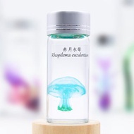 透明生物標本 - 赤月水母 Rhopilema esculentum (大)