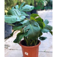 Monstera Deliciosa Swiss Cheese Plant Live Plant Pokok龟背叶 Monstera