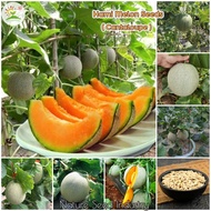 [High Germination] Hami Melon Seeds for Planting (100 seeds/bag, Easy To Grow) Sweet Cantaloupe Plant Seed Bonsai Fruit Tree Seeds Live Plants Fruits Organic Fruit Seeds Vegetable Potted Plants Outdoor Real Plant Gardening Deco Benih Pokok Buah Biji Benih