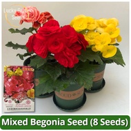 Biji Benih Benih Bunga Rare Begonia Cucullata – 5  Campuran Warna (High Quality Seed)
