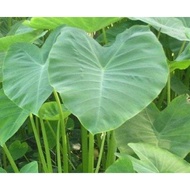Biji Benih KELADI HIASAN KELADI LAMBUK Caladium Seed