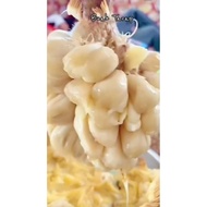 HOT  ITEM  ( ANAK POKOK BUAH TARAP ISI KUNING FROM SABAH ) STOK TERHAD 