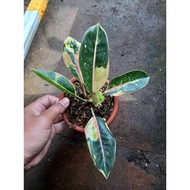 Sindo - Aglaonema Dona Santi Plant   A Majestic Beauty for Your Indoor Oasis