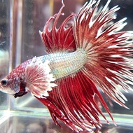 CROWNTAIL DUMBO EAR RED COPPER
