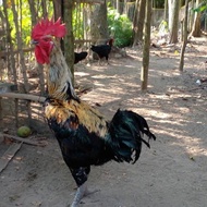 Ayam Pelung Jumbo - Ayam Pelung Asli Cianjur - Ayam Pelung Doc New