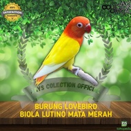 Burung Lovebird Biola Lutino Mata Merah