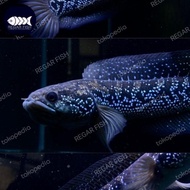 ikan channa asiatica ws pure