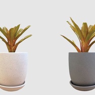 │ 霧陶系列 │ 積水鳳梨 - 水耕 無土 懶人盆栽 室內植物 陶瓷