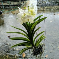 READY Anggrek Vanda gantung bunga putih besar / Anggrek Vanda