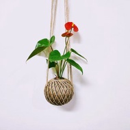 紅火鶴苔球│室內植物│窗邊植物│觀葉植物