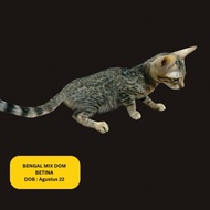 READY STOK Kucing Bengal Betina Mix Dom ❤❌ADOPTED❌❤