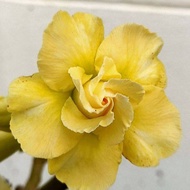 เมล็ด ชวนชม สายพันธุ์ฮอลแลนด์แยกสี ดอกซ้อน ดอกสีเหลือง 10 เมล็ด