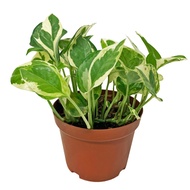 Epipremnum aureum 'N Joy', Money Plant 'N Joy' (0.1m) - shade loving indoor plant